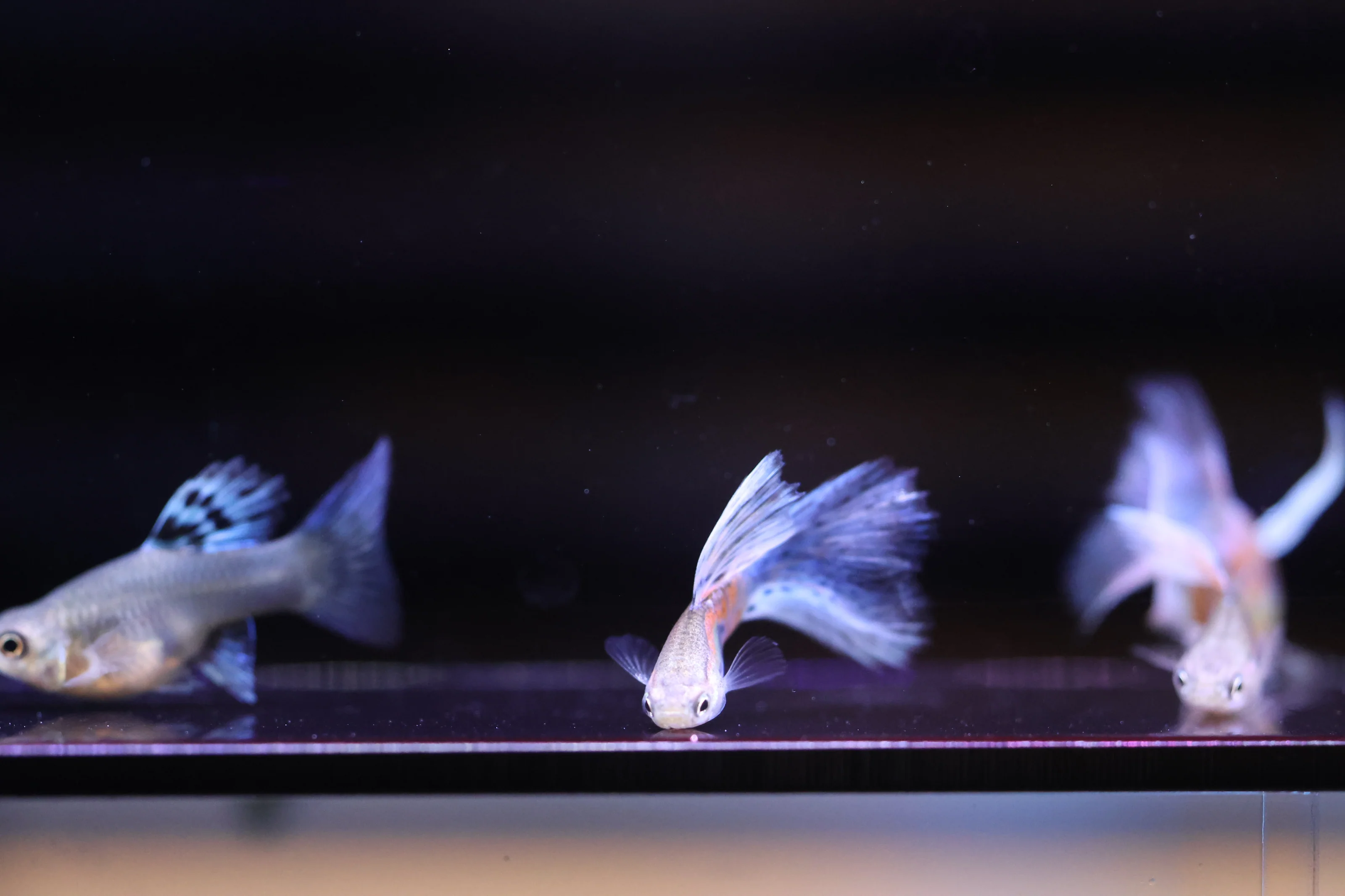 Vibrant Guppies Delivered To You