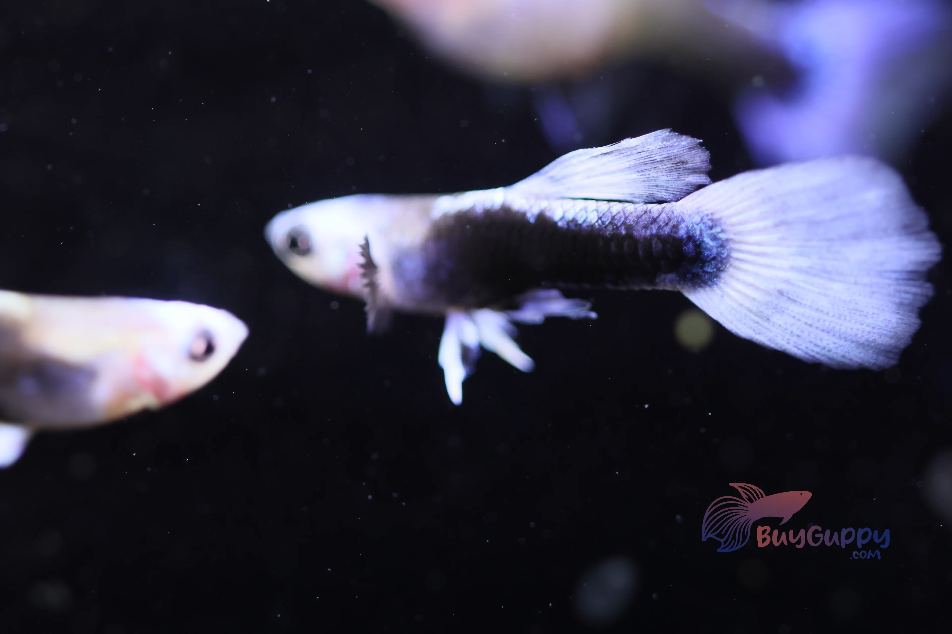 Popular guppies