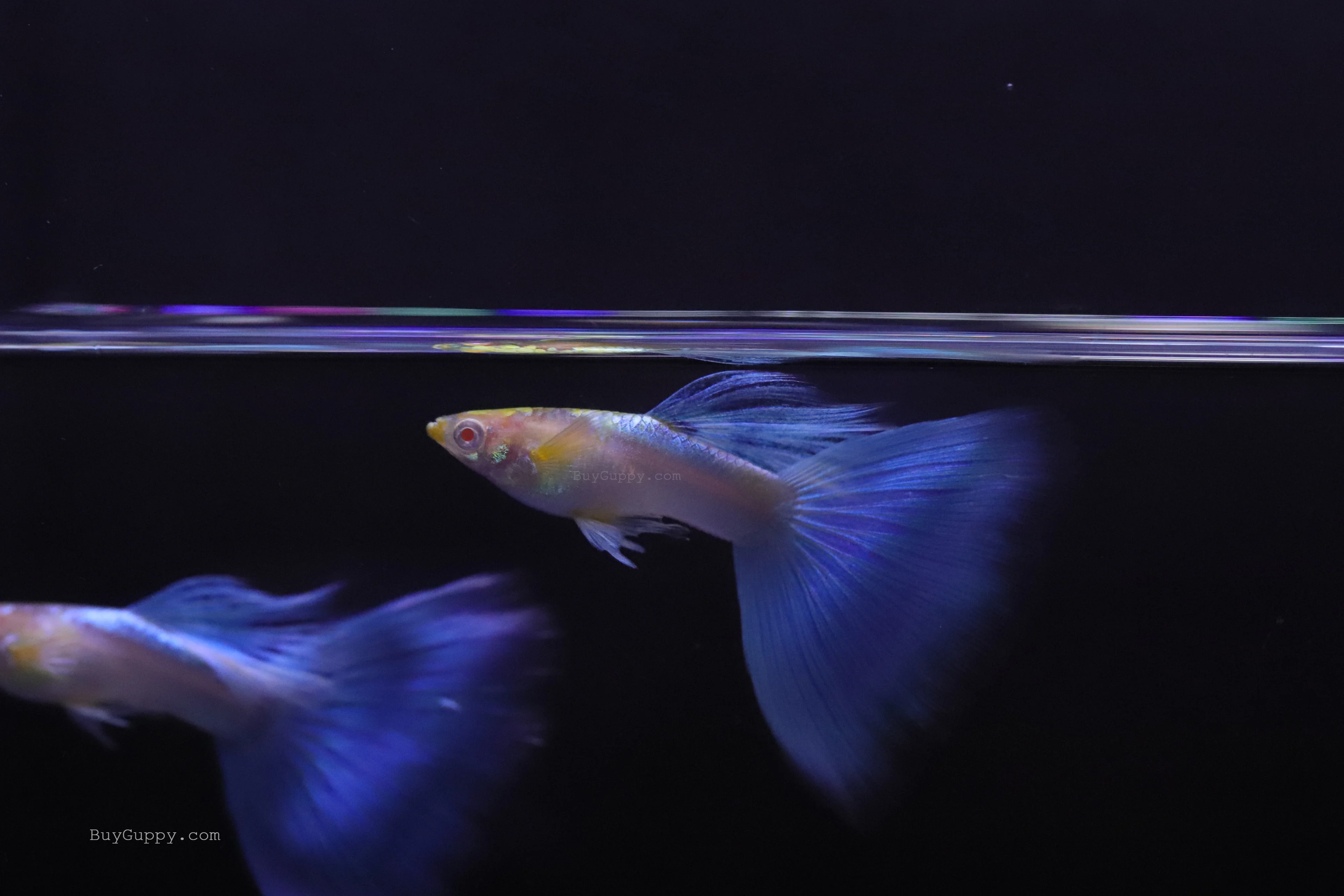 Guppies on Sale