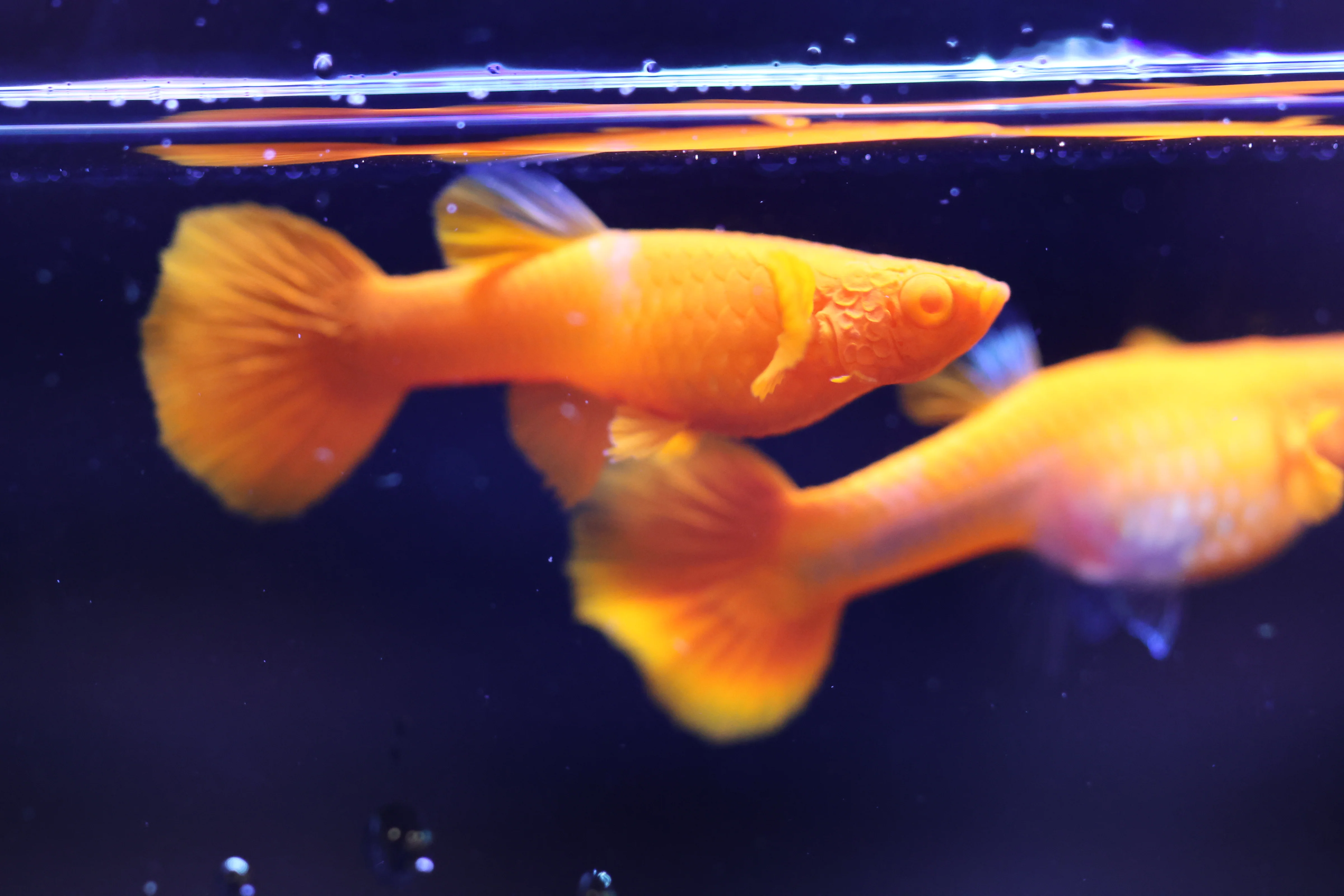 Guppy fish for sale